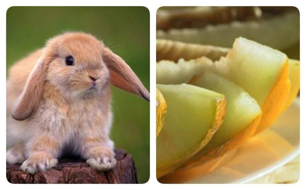 Кожура кроликам. Кролик с арбузом. Кролики едят дыню. Дынные корки. Зая ест Арбуз.