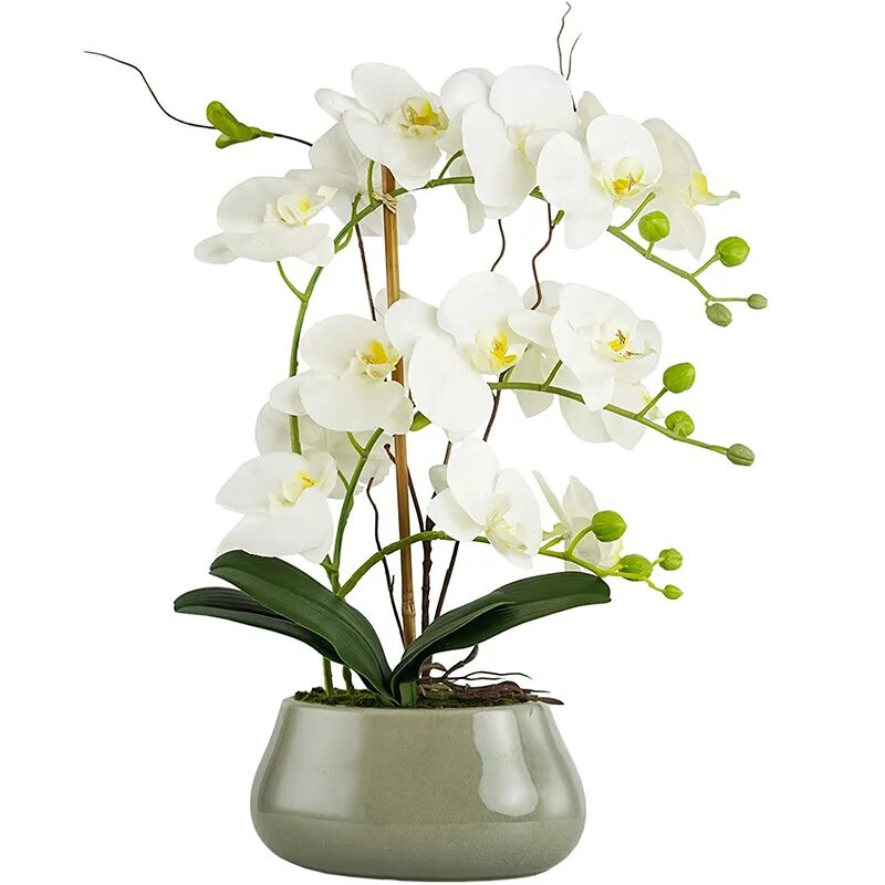 Orchid Phalaenopsis with 2 stems Order Flower Bouquets Delivery