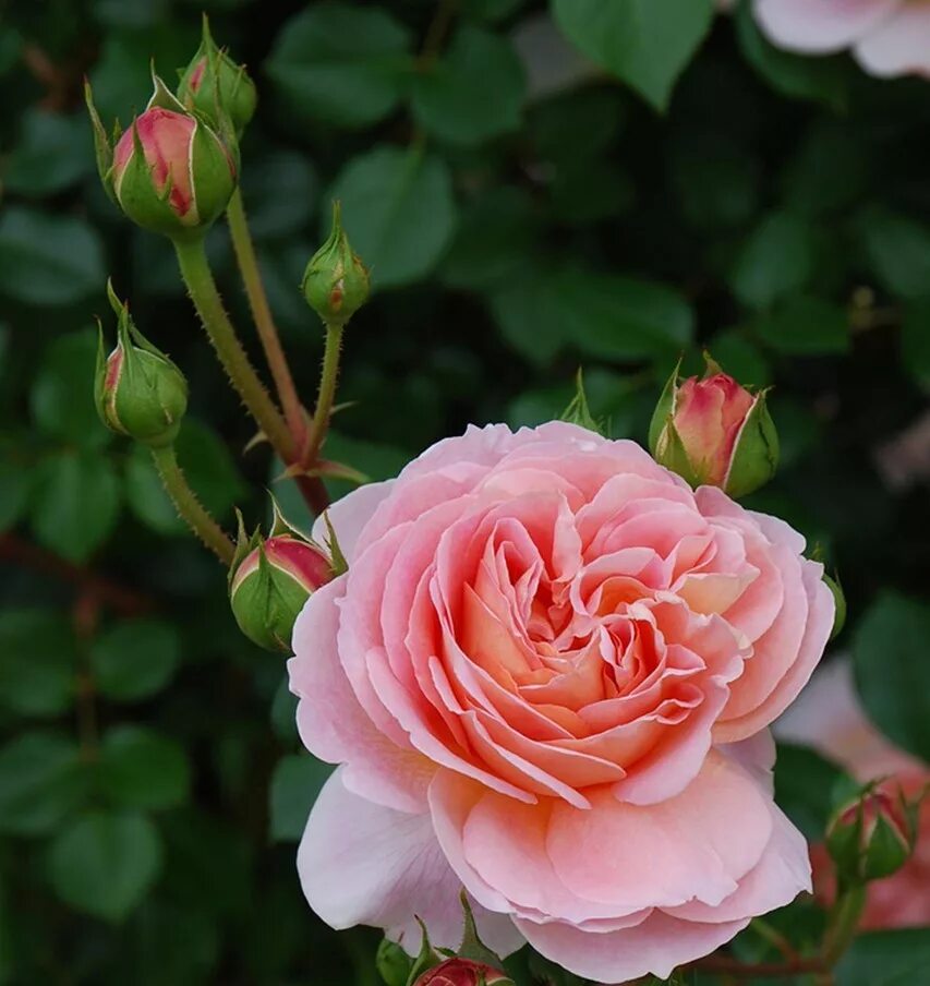 роза шахерезада японская. роза сорт микото. роза иоли. японские розы энциклопедия роз. роза рамукан роза.