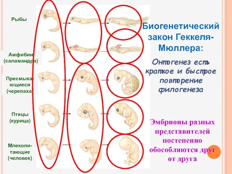 Филогенез геккеля. Биогенетический закон Геккеля Мюллера. Юиогнетический загон гюкколя моюллеоа. Биогенетический закон. Эмбриогенез повторяет филогенез.