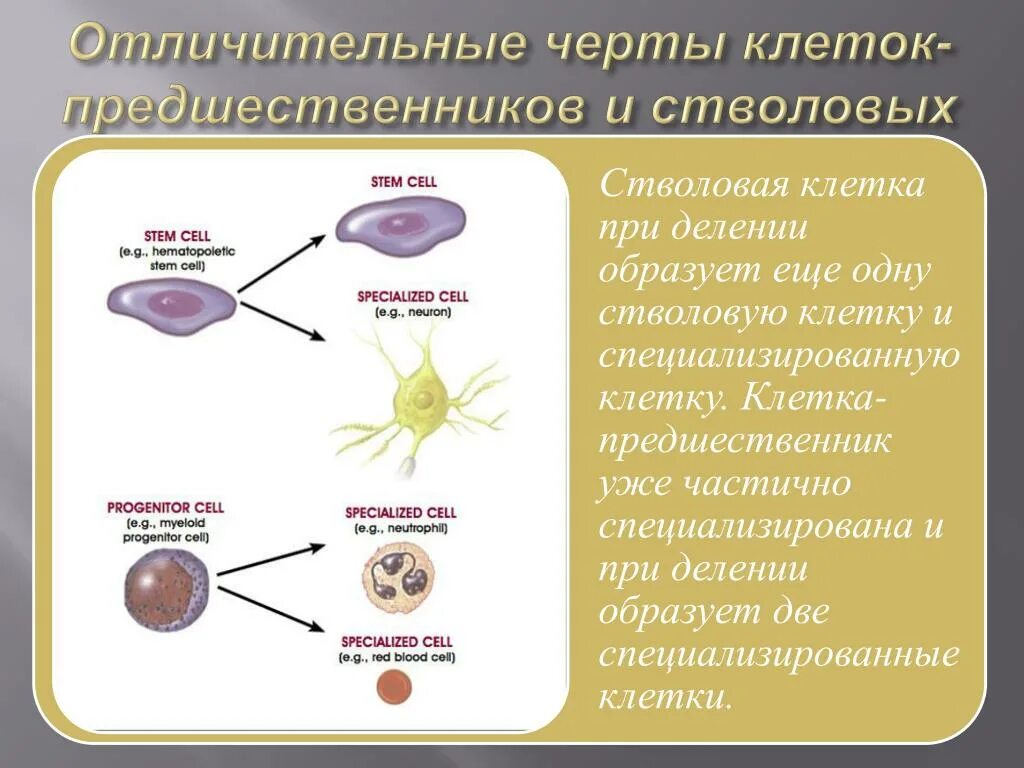 Деление стволовой клетки схема. Клетки предшественники. Стволовые клетки предшественники. Деление стволовых клеток