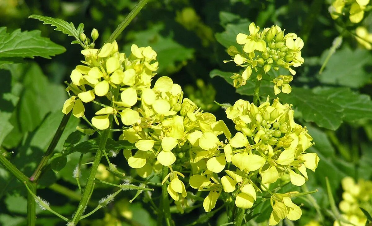 К какому уровню относится растение. К какому уровню относится растение. Ярусность лесного фитоценоза. Уровни организации живых организмов таблица. Ярусность ботаника.