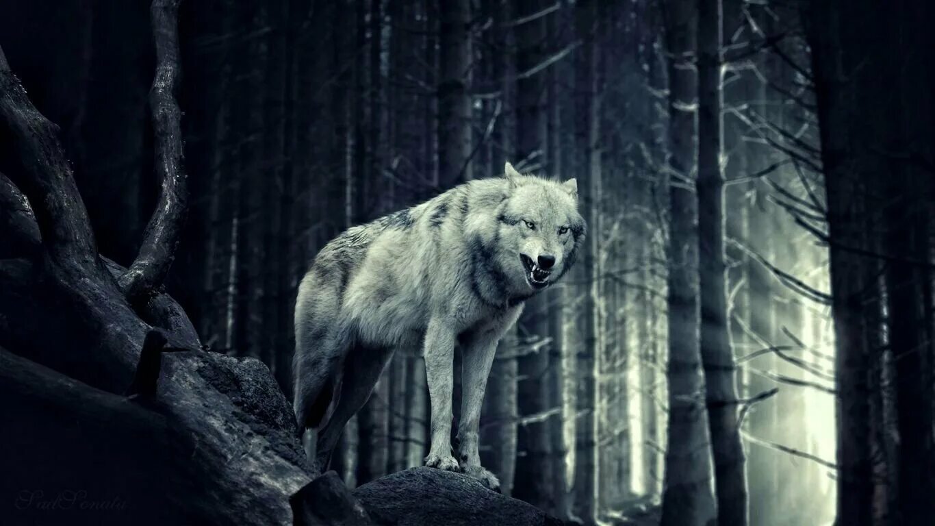 Волк выходит ночью. Волк в лесу. Мрачный волк. Злой волк. Волк в лесу ночью.