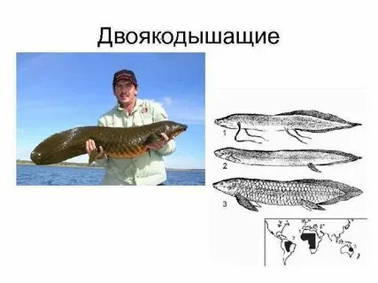 Двоякодышащие рыбы строение