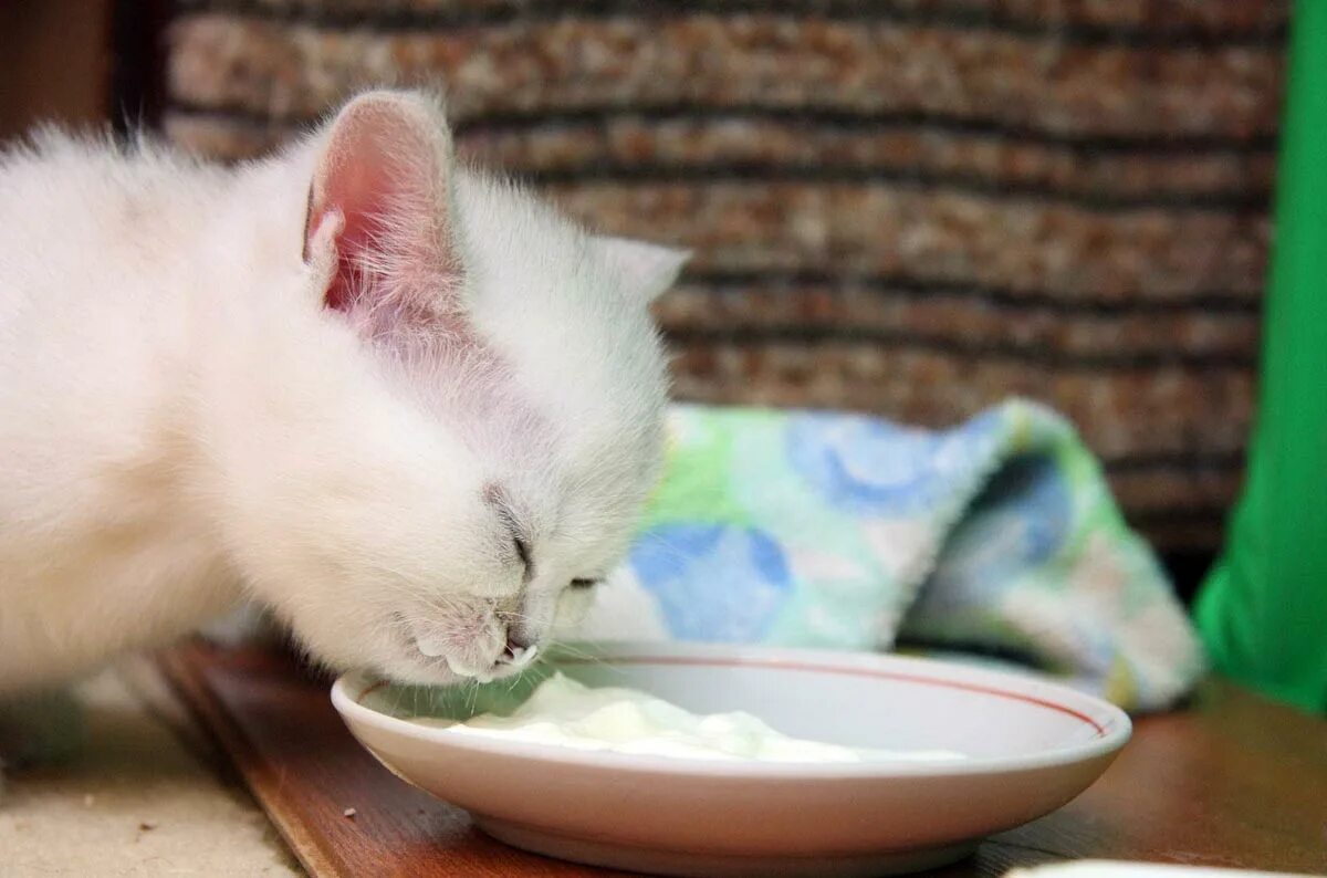 Какую крупу давать кошкам