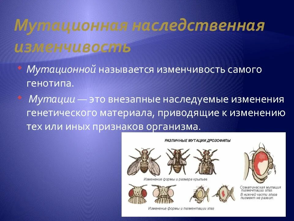 Приведите примеры мутационной изменчивости. Наследственная изменчивость. наследственная изменчивость мутации. мутационный процесс и комбинативная изменчивость. наследование мутационной изменчивости.
