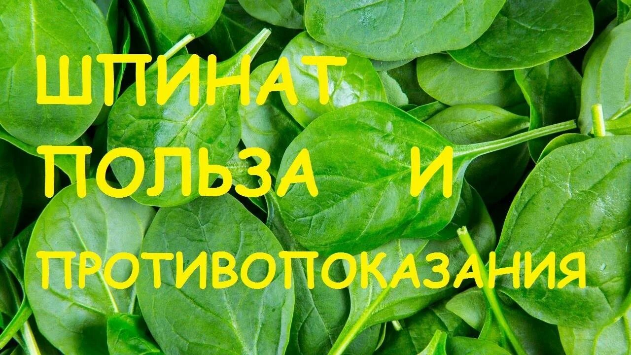 Шпинат огородный польза. Листья шпината что полезного. Шпинат витамины. Шпинат канцероген. Шпинат польза.