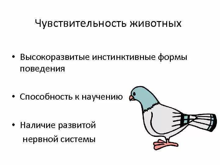 Способности к научению. Чувствительность животных. Примеры чувствительности у животных. Восприимчивость животных это. Исследование чувствительности у животных.