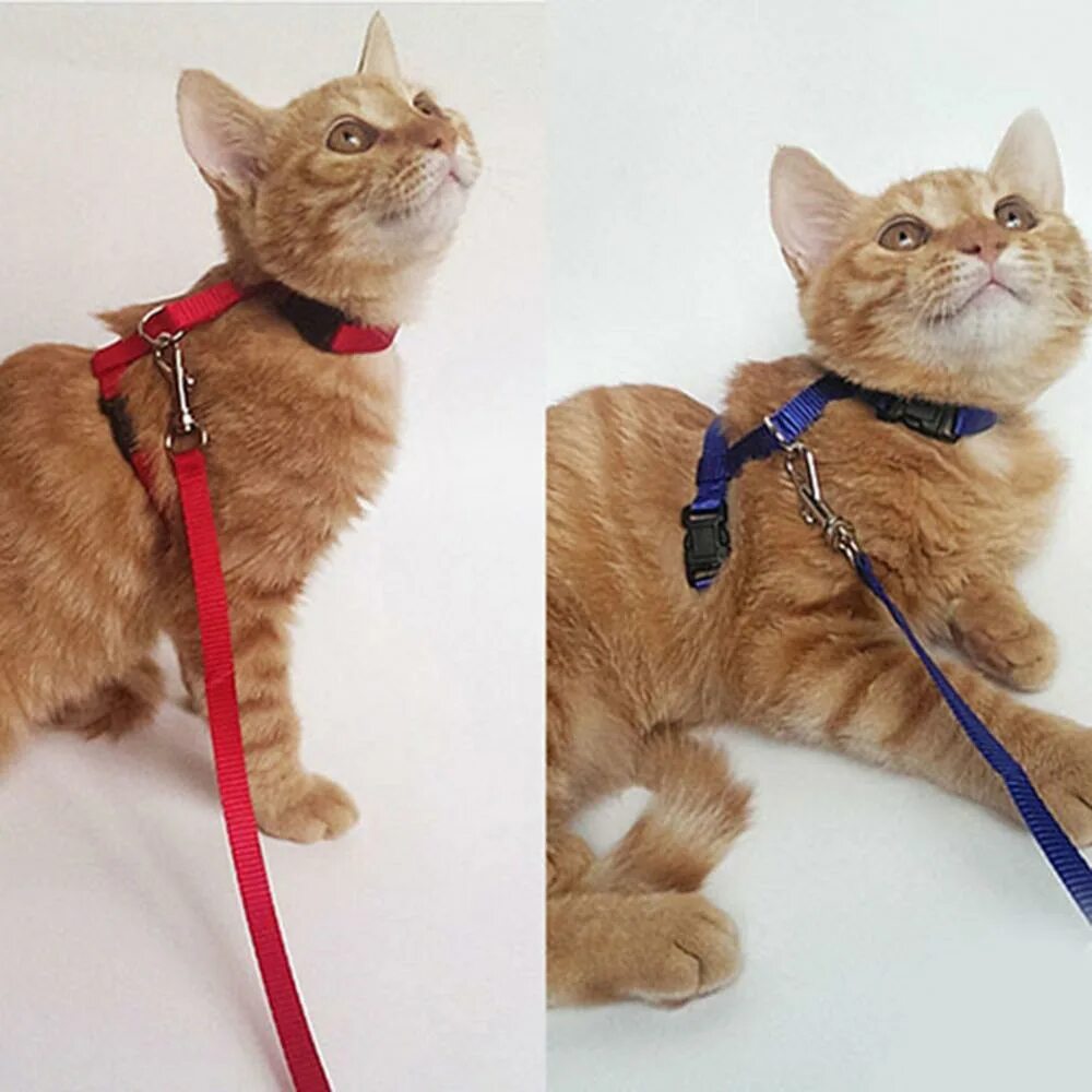 Как одеть шлейку. Шлейка pet hobby. надеть шлейку на кошку. кошачий поводок. поводок для кошек.