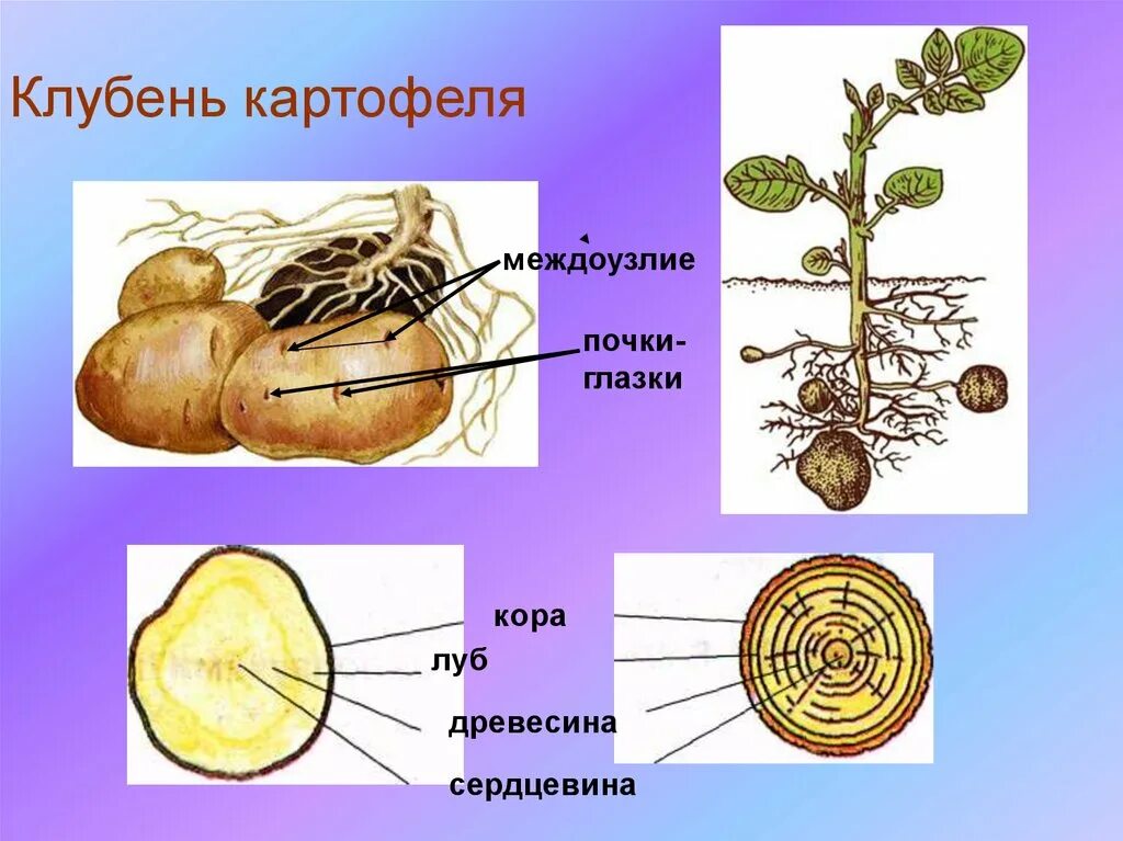 Клубень картофеля глазки почки. Междоузлие у клубня картофеля. Строение побега и клубня. Клубень картофеля.