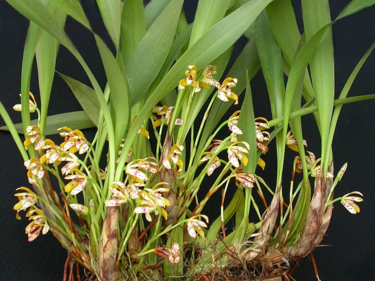 Maxillaria schunkeana Origin Brazil, native to Espírito Santo state's forest. Si