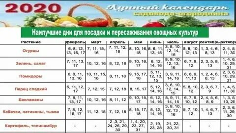 Когда сеять помидоры и огурцы на рассаду