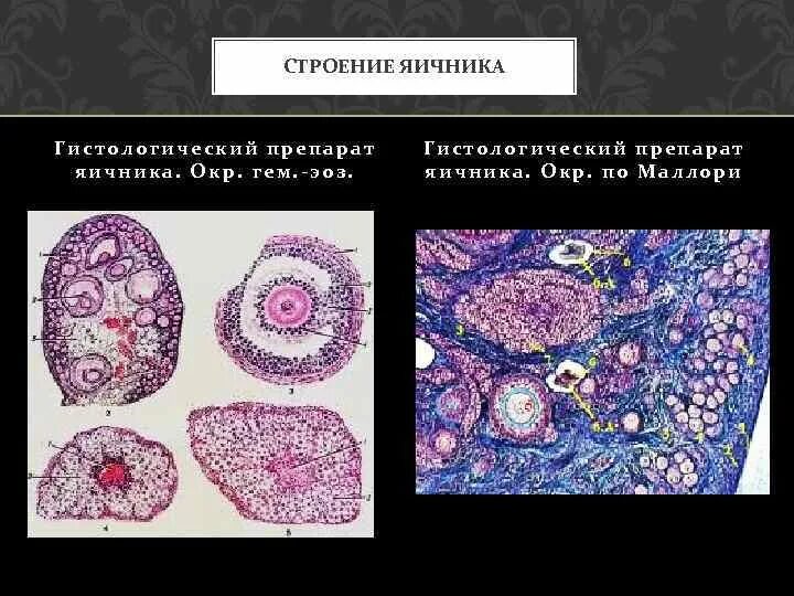 Яичник гистология. Яичник гистология