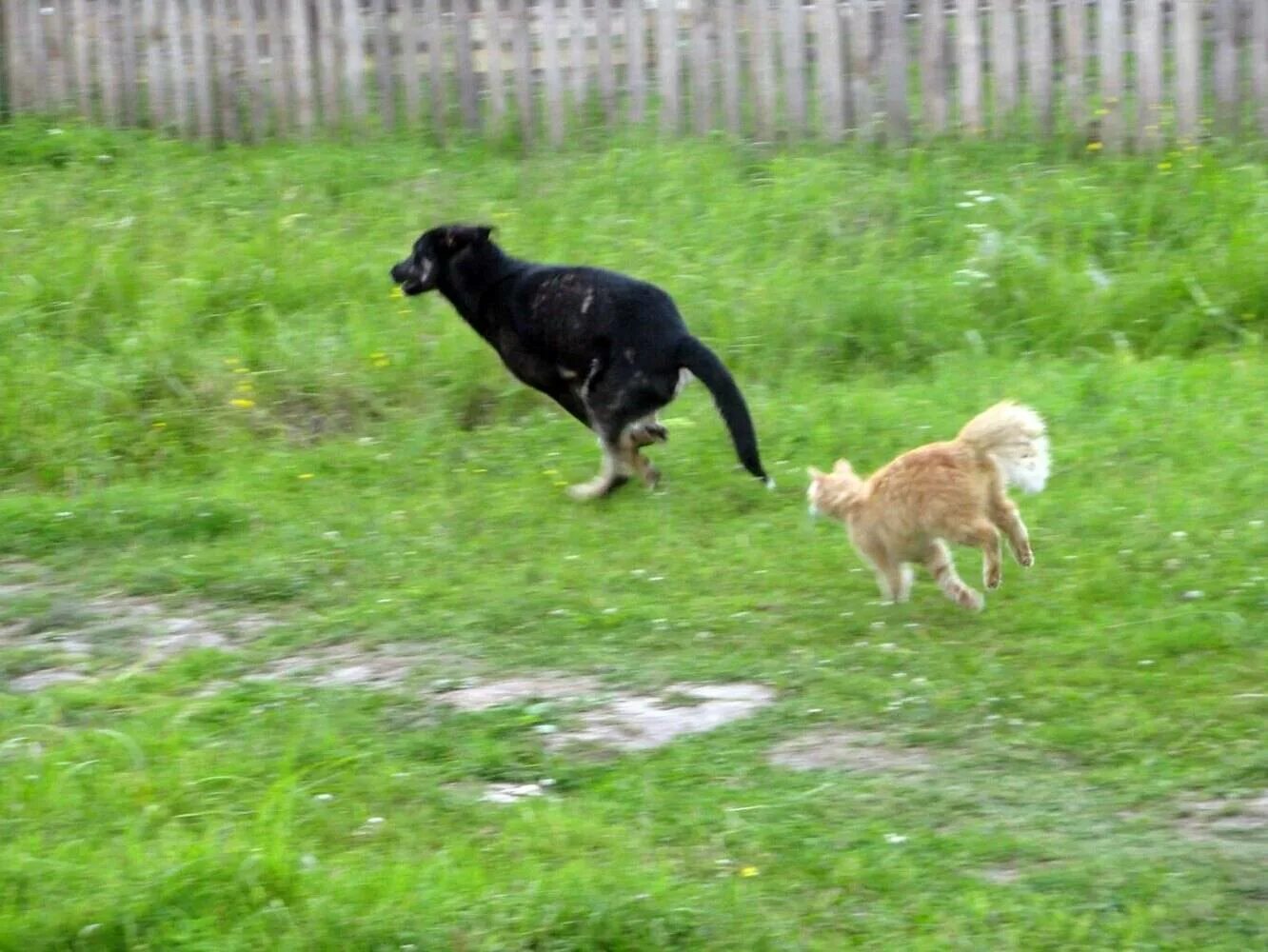 Кошка гонится. Кот убегает от собаки. Собака догоняет. Собака догоняет кошку. Собака бежит за котом.