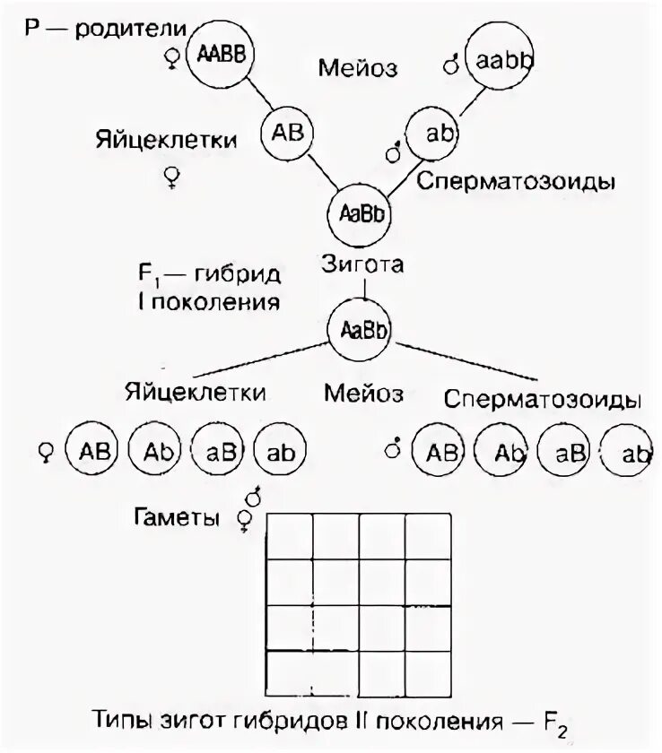 Aabb aabb полное доминирование. Схема аавв иллюстрирует скрещивание. схема aabb х аавв иллюстрирует скрещивание. схема aabb х aabb. схемы дигибридного скрещивания aabb aabb.