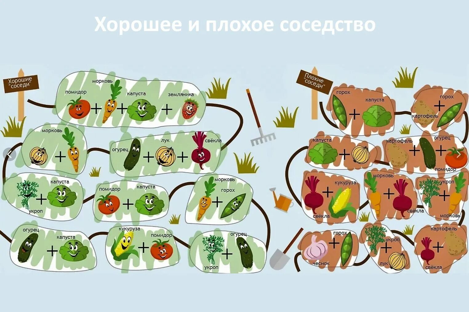 Соседство ростов. Схема смешанных посадок овощей на огороде. Совместная посадка овощей на одной грядке схема. Таблица смешанных посадок овощей на огороде таблица. Совместимость растений на грядке.