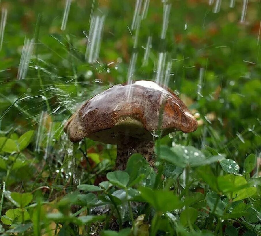 Дождя больше грибов. Летний грибной дождь. Грибной дождик. Грибы после дождя. Грибы под дождем.