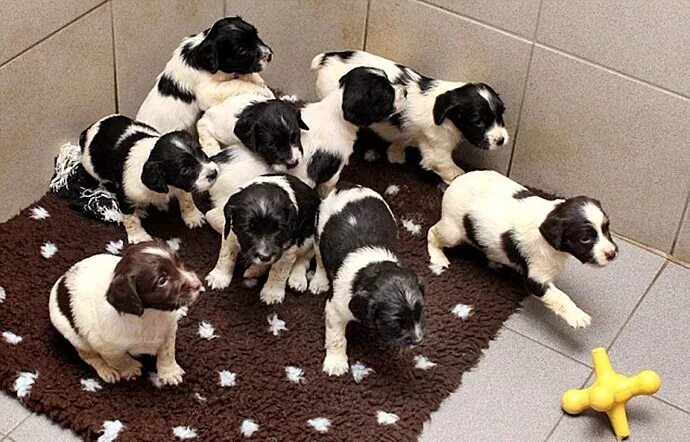 собаки разных пород на синем фоне. щенок в 9 дней. фото пометов щенков на однотонном фоне. как рождаются щенки для детей. бигль стая.