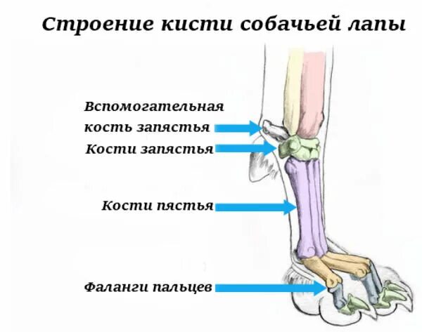 Анатомия передних конечностей собаки. Запястный сустав собаки. Суставы передней лапы собаки строение. Строение передних лап у собак.