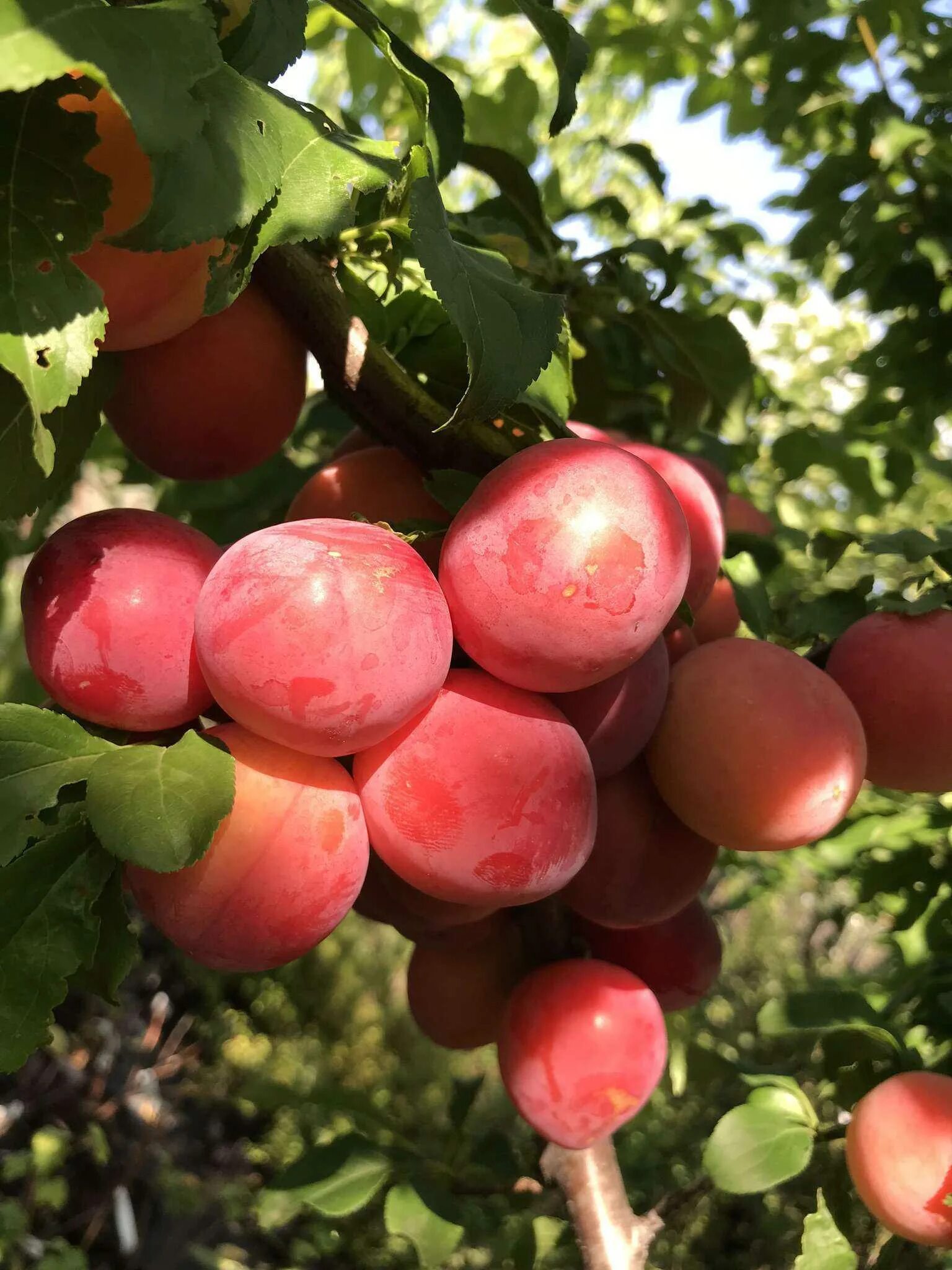 Кубанская комета описание сорта фото опылители