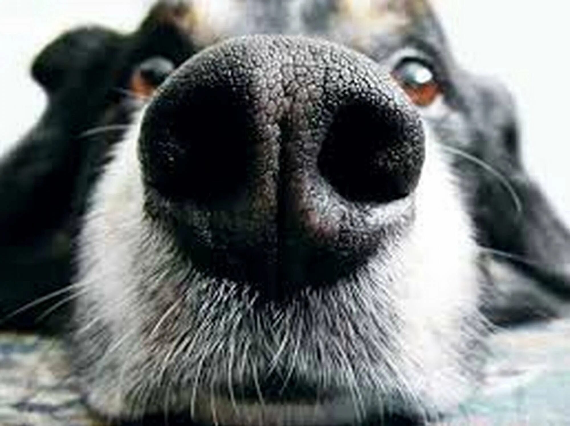 Нос собаки. Морда собаки. Смешной собачий нос. Смешные морды собак.