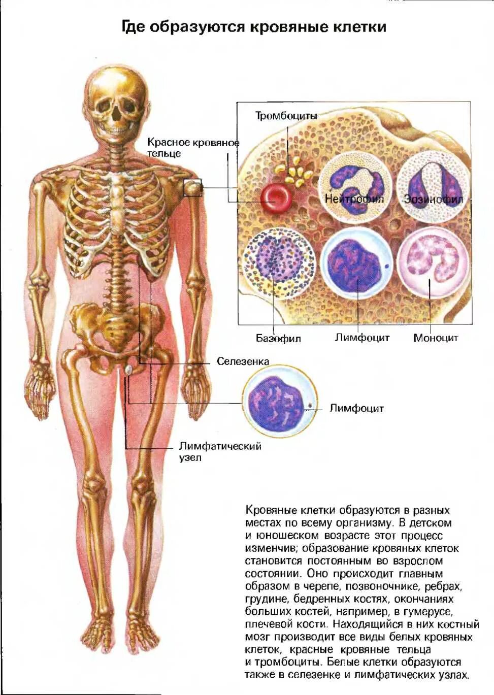 Костный мозг где находится. Кроветворных органов и костный мозг. Расположение красного костного мозга. Органы кроветворения красный костный мозг. Системпаа кроветворения костный мозг.