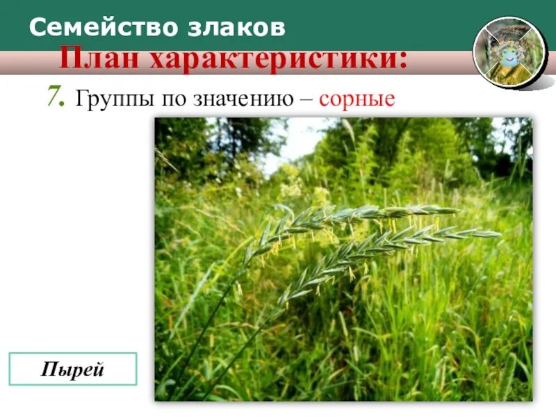 Семейство злаки мятликовые плод. Класс однодольные семейство злаковые. Семейство злаковые. Однодольные растения семейства злаковые. Характеристика семейства злаки.