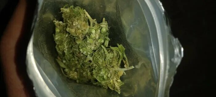 конопляный чай cannabis tea. чай зеленая шишка отзывы. конопляный чай (напиток) зеленая шишка, тм шуйская долина, 20 гр. чай доктор джа конопляный. конопляный чай (напиток) зеленая шишка, тм шуйская долина, 20 гр.