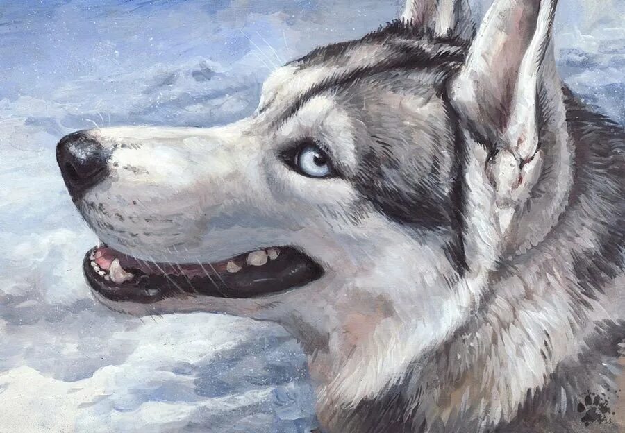 Хаски арт. Хаски art. собаки арты хаски. серые хаски арт. сибирский хаски арт.