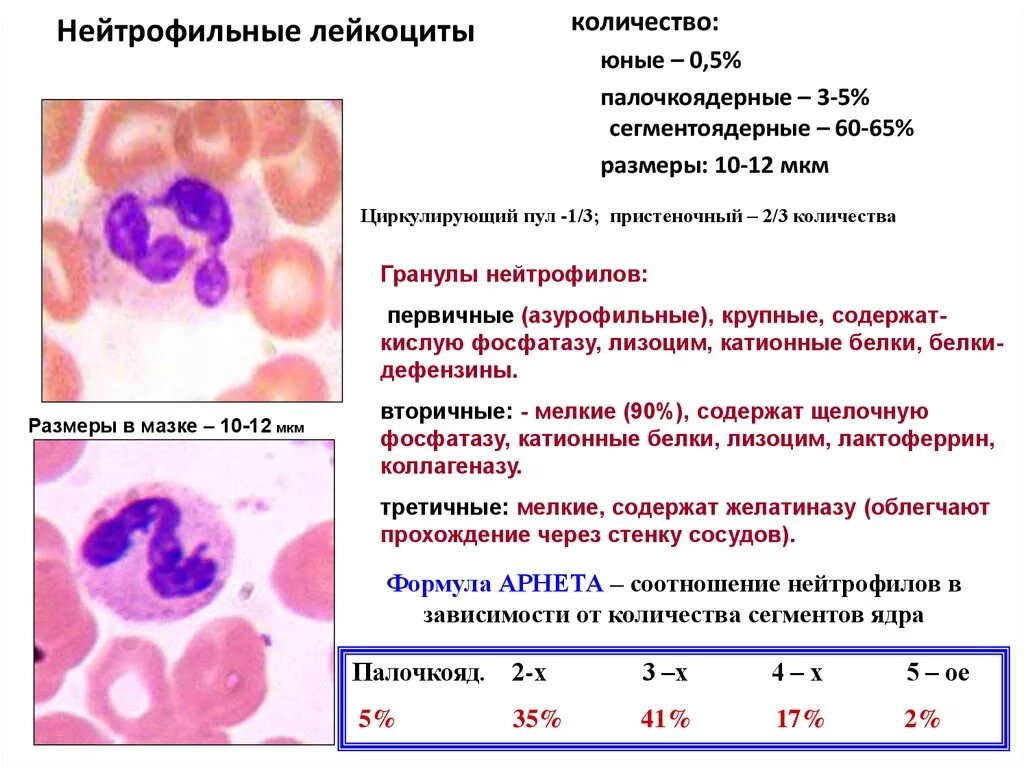 Нейтрофильный лейкоцитоз норма. Схема развития нейтрофильных лейкоцитов. Нейтрофилы функции гистология. Нейтрофильные лейкоциты норма. Лейкоцитоз нейтрофилы