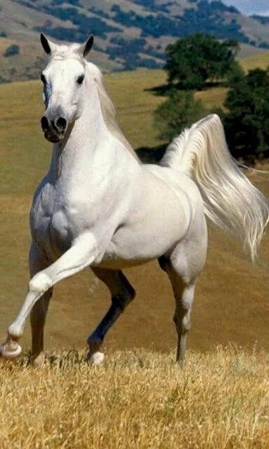 Horse download. Белая лошадь. Дикий гнедой мустанг. Красивый конь. Красивые лошади.