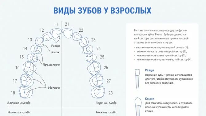 48 2 6 16. Нумерация зубов в челюсти. Схема зубов нижней челюсти человека. Нумерация зубов верхней челюсти человека. Третий зуб снизу как называется.