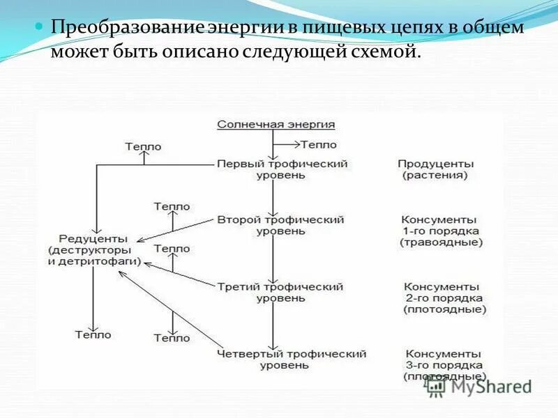 Первый трофический уровень представлен. Трофические уровни схема. Трофические уровни в цепи питания. Трофический уровень это в биологии. Трофические уровни таблица.