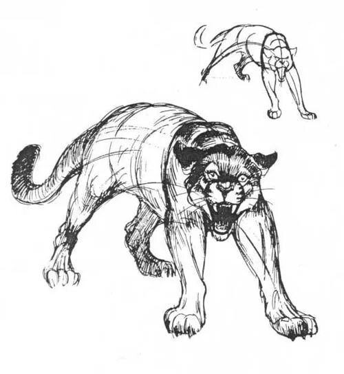 Гепард рисунок. Пума рисунок. Раскраска гепард. Позы для рисования дикие кошки. Зарисовки диких кошек.