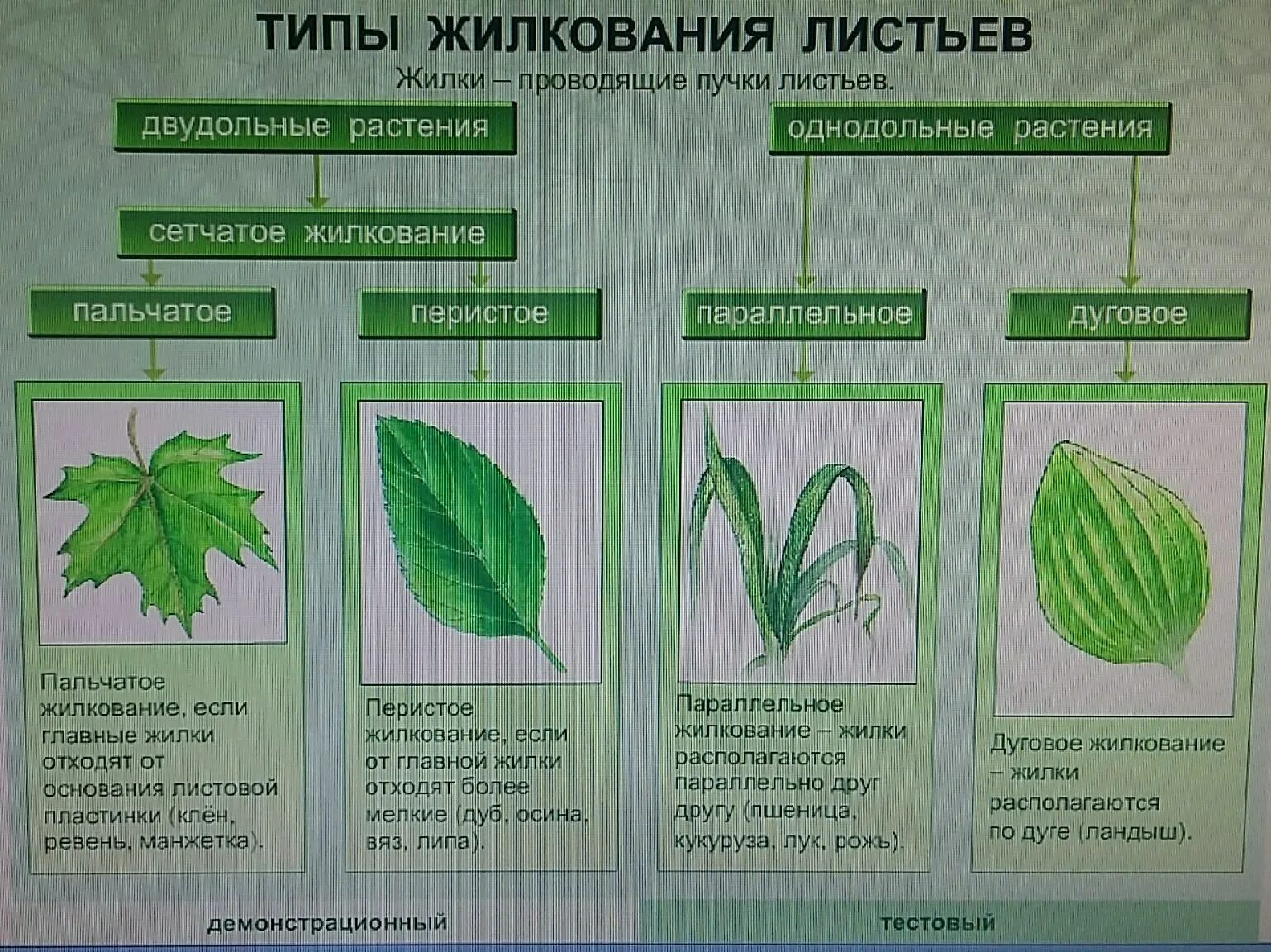 3 типы жилкования. Типы жилкования листа. Типы жилкования листьев. Пальчатое жилкование листьев. Биология типы жилкования листа,.