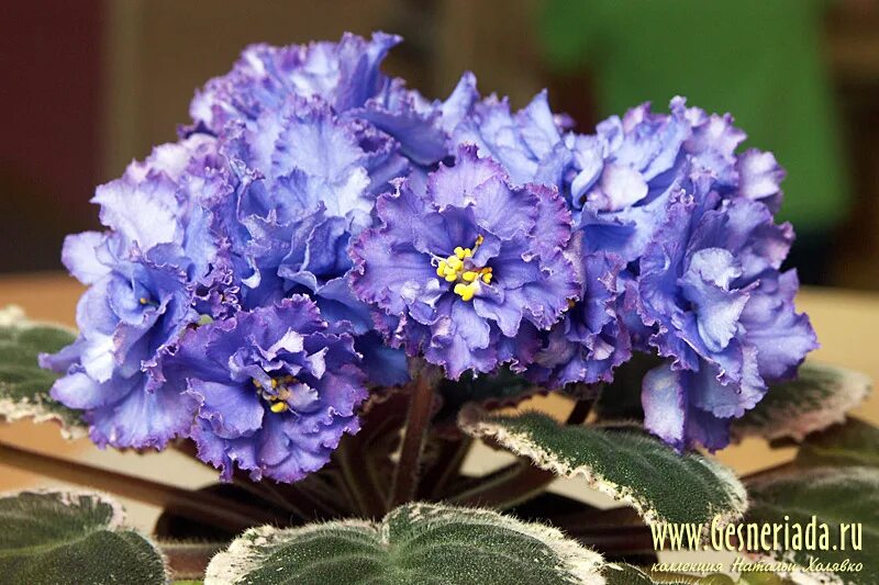Фиалка подарок. Guelph's christmas фиалка. Фиалка выставка селекционеров. Фиалки зарубежной селекции. Фиалка морева рождество.