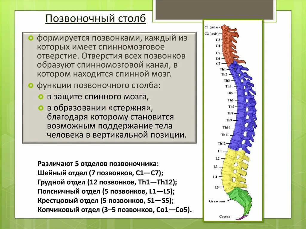 Строение и функции позвоночного столба. Позвоночный столб отделы позвонков. Поясничный отдел позвоночника состоит из 12 позвонков. Позвоночный столб особенности строения и функции.