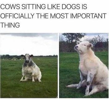 Like dogs перевод