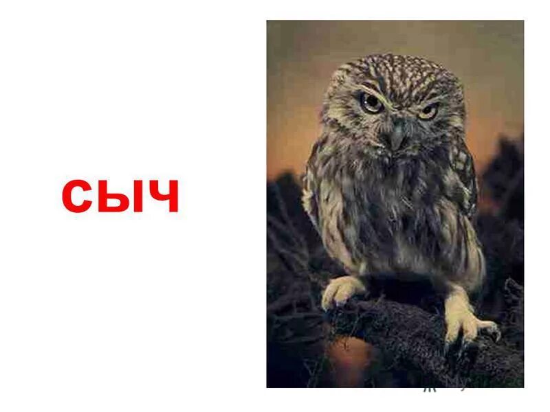 Как сыч что значит. Чем отличается филин от совы. Как сыч что значит. Сидишь как сыч. Как сыч что значит.