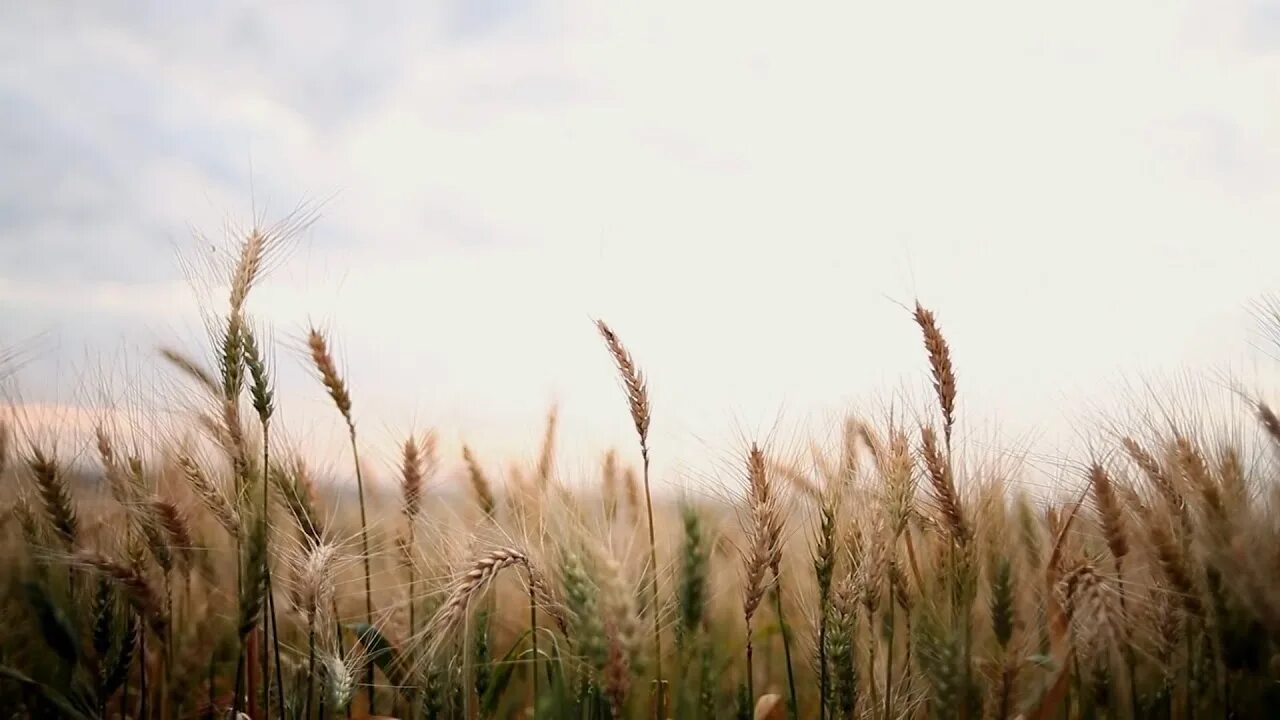 Чуть колышется. Поле с колосьями. Анимация пшеничное поле. Пшеница гиф. Пшеница колышется.