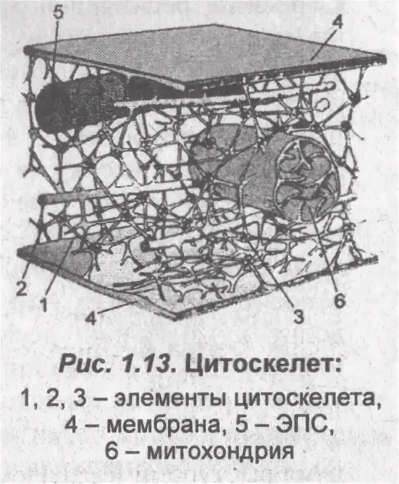 Цитоскелет строение. Строение цитоскелета. строение цитоскелета клетки. элементы цитоскелета функции.