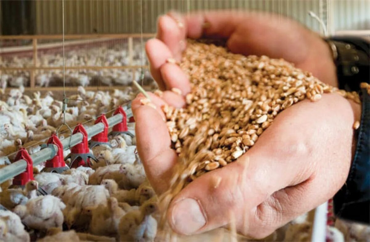 Feed. Poultry Feed. Баннер корма для птиц. Pellets for Chicken. Птичий корм цеплять.