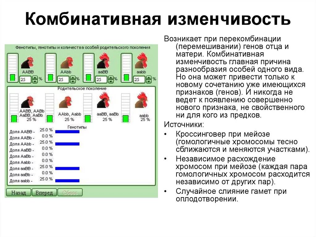 Комбинативная изменчивость изменение генотипа и фенотипа. Влияние на фенотип комбинативной изменчивости. Комбинативная изменчивость влияние на генотип. Комбинативная изменчивость возникает.