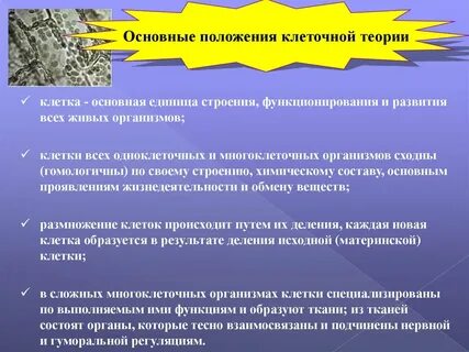 Основные клетки и их особенности