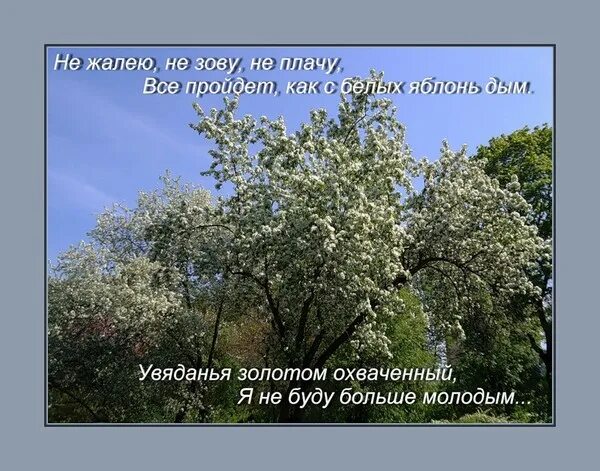 Не жалею не зову не плачу читать. Не жалею, не зову, не плачу. всё прошло как с белых яблонь. не жалею не зову не плачу есенин. стихотворение все пройдет как с белых яблонь дым.