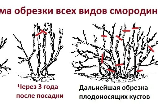 Как обрезать смородину в августе