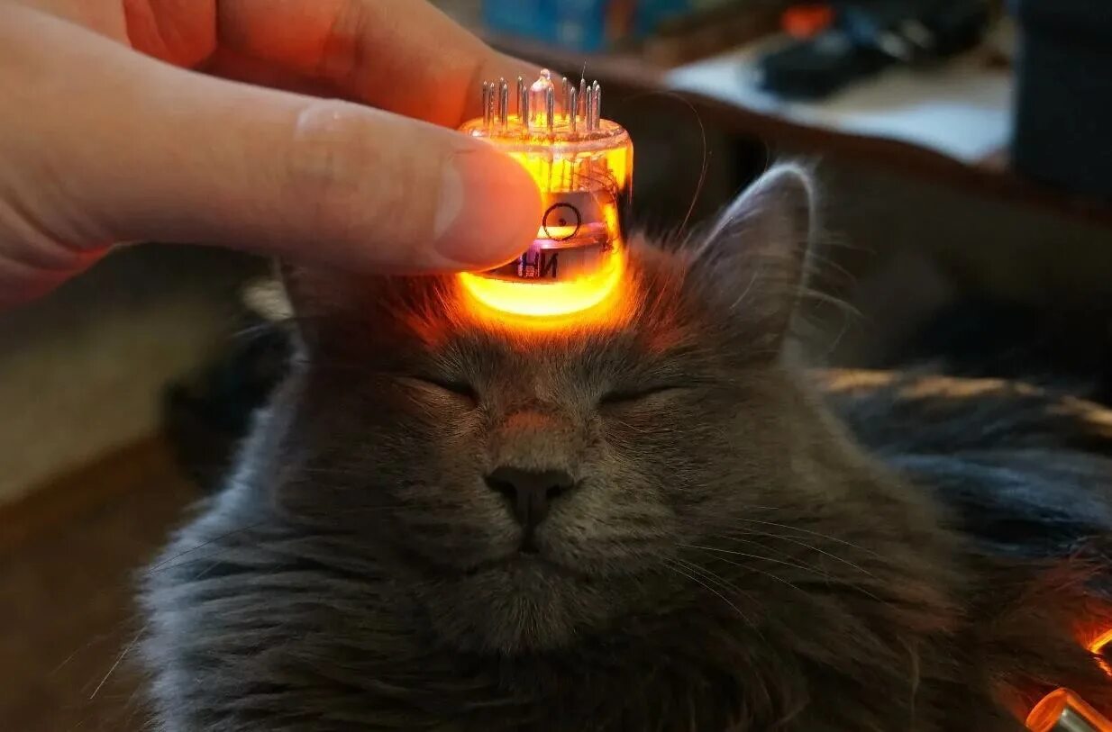 Включи который вечер