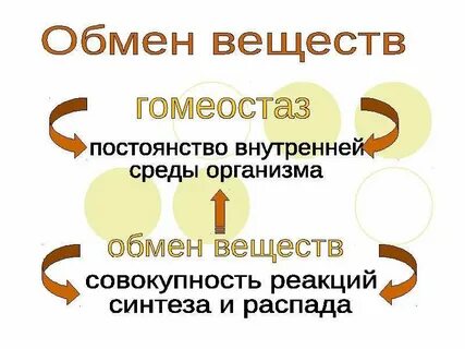 Основной обмен в организме человека