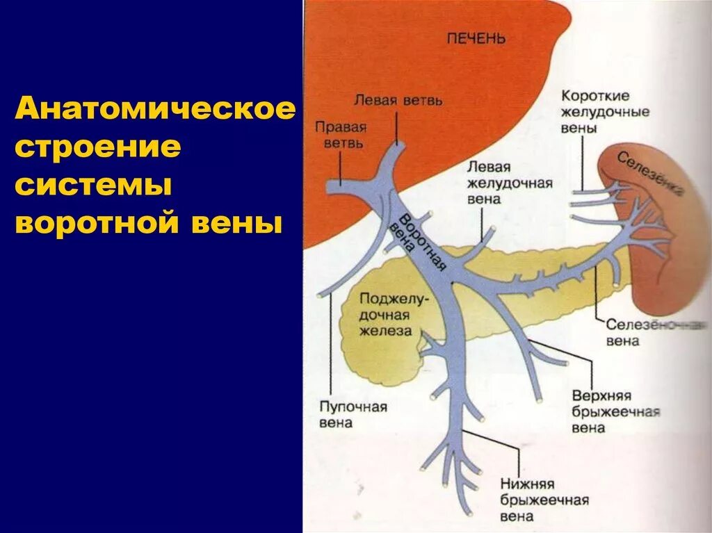 Правая воротная вена