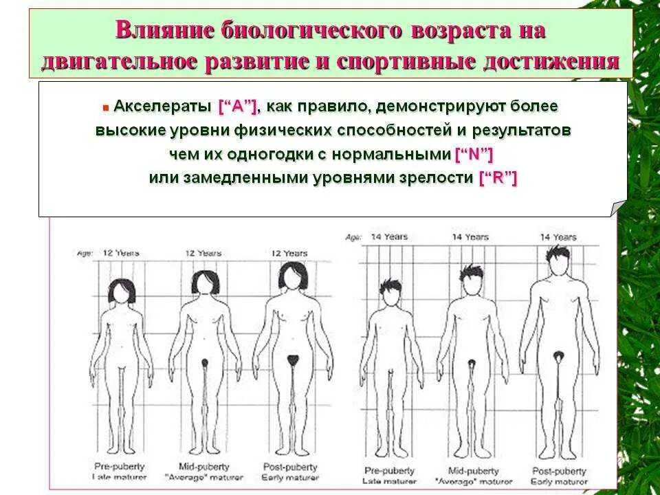 Рост это изменение организма. Этапы полового развития у детей. Этапы полового развития девочки. Периоды развития девочки. Стадии полового созревания у девушек.